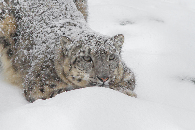 snow leopard in central asia
