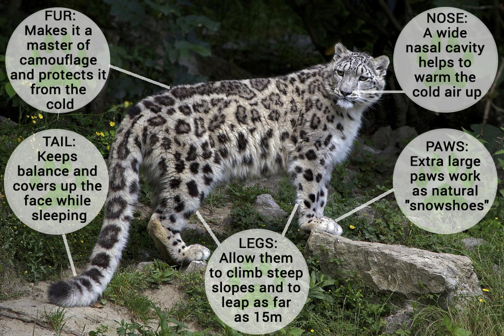 King of the Mountains -The Snow Leopard in Central Asia – Central Asia
